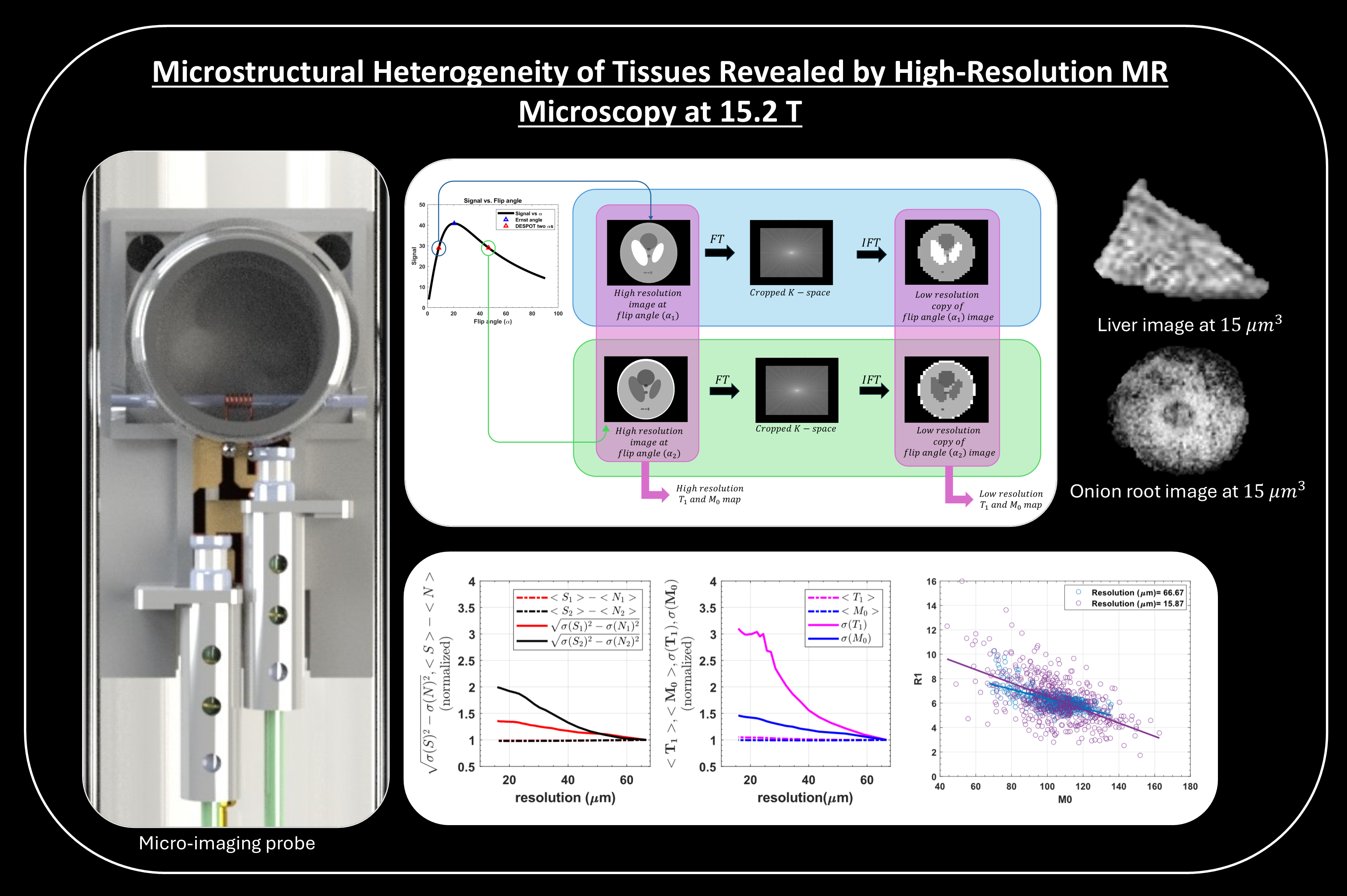 Microstructural Heterogeneity of Tissues Revealed by High-Resolution MR Microscopy at 15.2 T